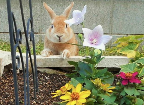 花壇をのぞくうさぎ