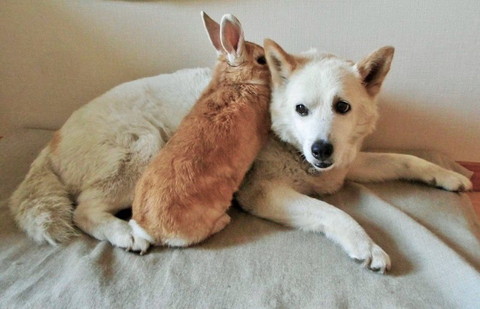 ワンコに寄り添ううさぎ