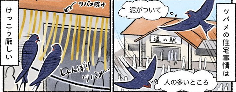 ツバメの住宅事情は