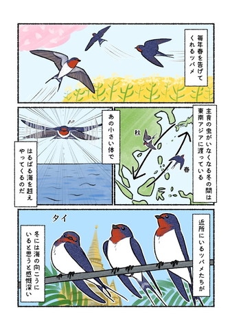 毎年春を告げてくれるツバメ