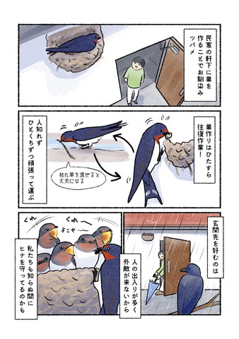 民家の軒下に巣を作る