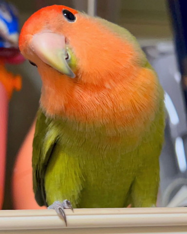 首傾げてるインコアップ