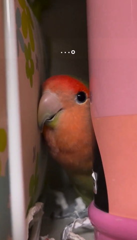 水筒の隣にインコアップ