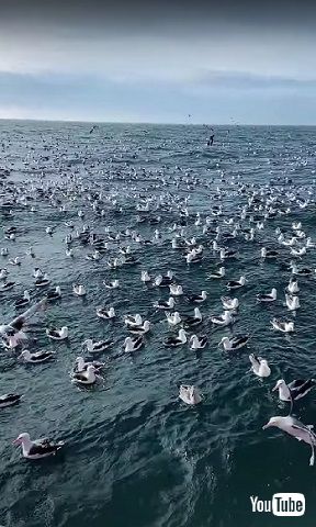 アホウドリリラックス