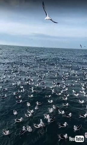 飛ぶアホウドリ