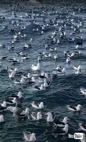 アホウドリたち