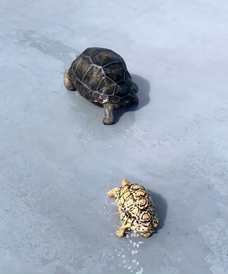 尻を振り続ける亀