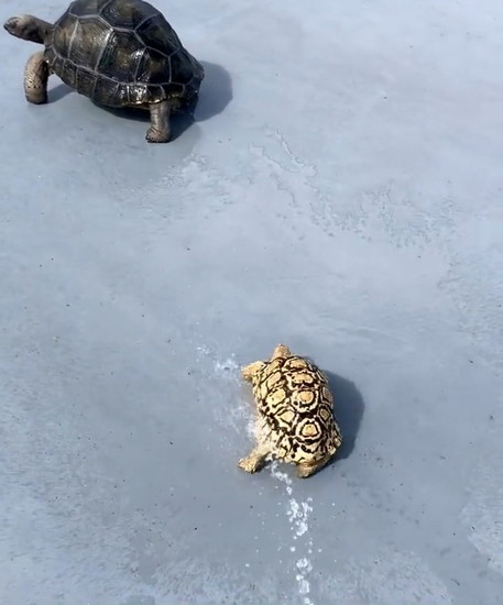 尻を振っている亀