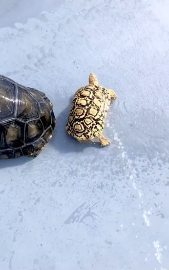 はやく尻を振る亀