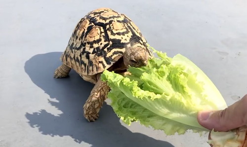 レタスを食べる亀