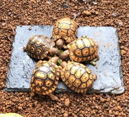 葉を食べる亀たち