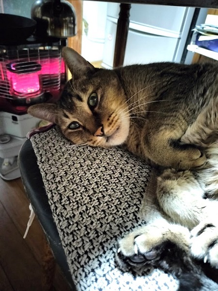 激変保護猫