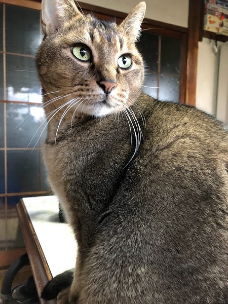 元保護猫