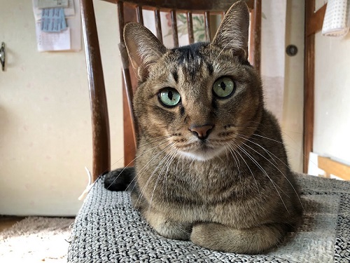 人懐っこかった猫