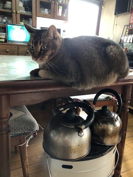 やかんと猫