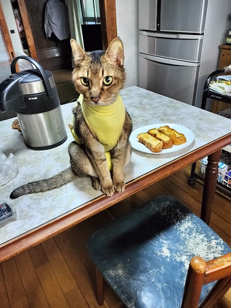 扁平上皮がんの猫