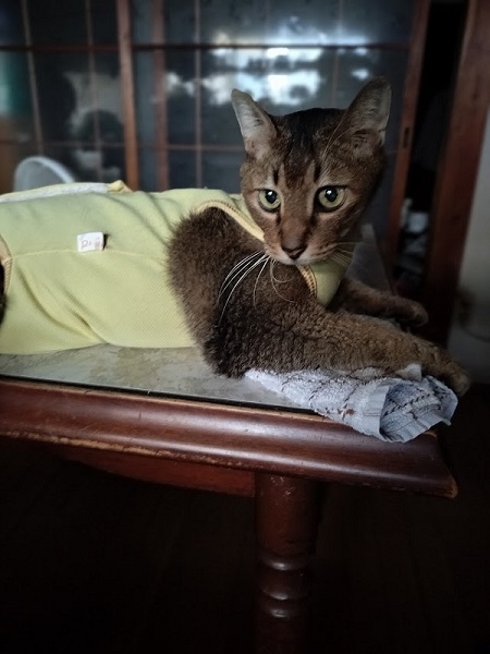手術を乗り越えた猫