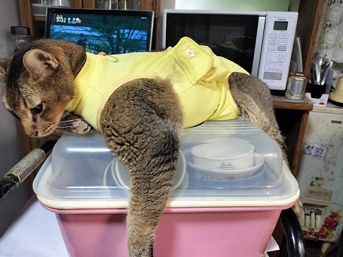 術後服の猫