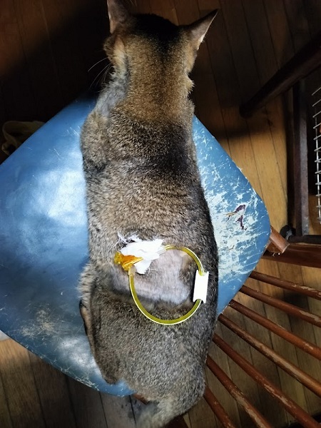 毛をそった猫