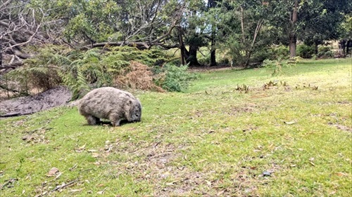 ウォンバット人間大好き