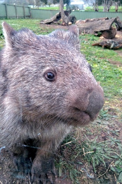 ヒメウォンバット