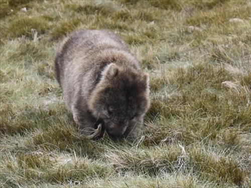 草を食べるウォンバット