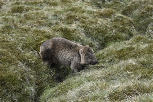 ウォンバット人間大好き説に研究者がNO