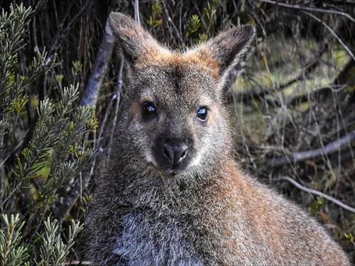 ベネットワラビー