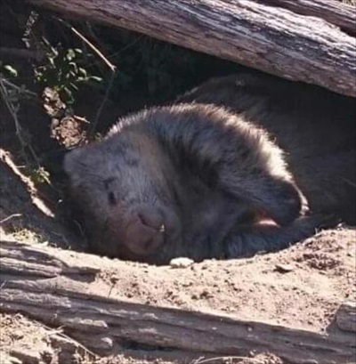 野生のウォンバット