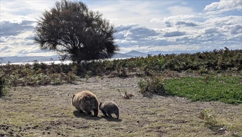オーストラリアの野生動物