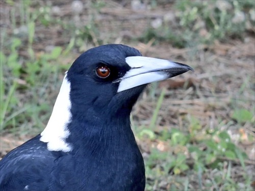 カササギフエガラス