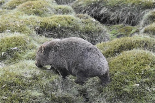 単独行動するウォンバット