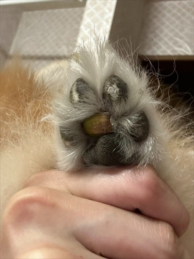 散歩中急にあるかなくなった愛犬