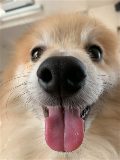 ドアップのワンコ