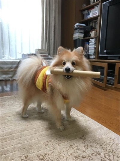 散歩中急にあるかなくなった愛犬