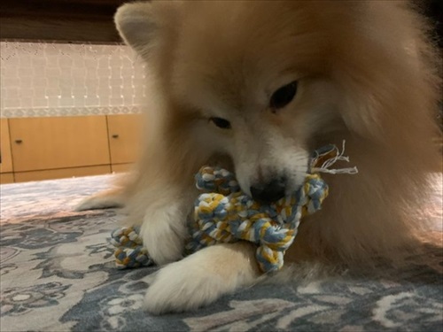 散歩中急にあるかなくなった愛犬