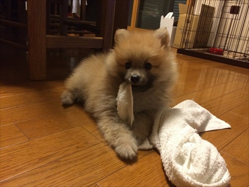 小さいころのえりたくん