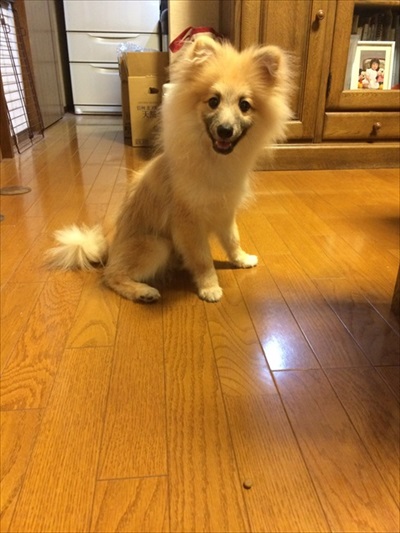 今までと違う犬