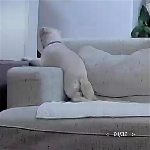 飼い主さんの帰宅を待つワンコ