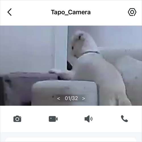 飼い主さんの帰宅を待つワンコ