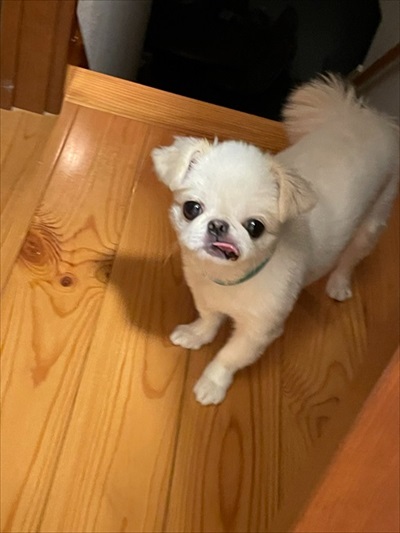 ついてくるいぬ