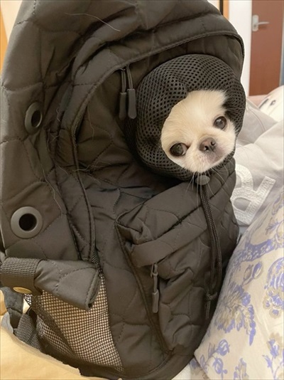 リュックワンコ