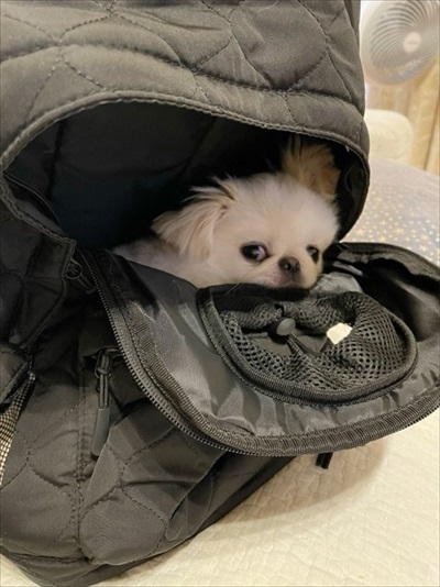 飼い主さんの帰宅を待つワンコ