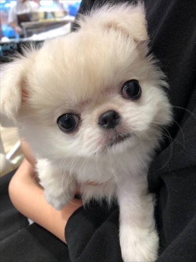 お迎えしたころワンコ