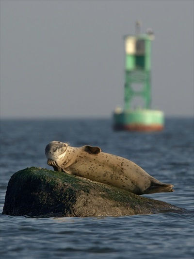 野生動物写真コンテスト