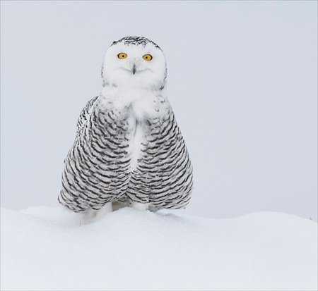 野生動物写真コンテスト