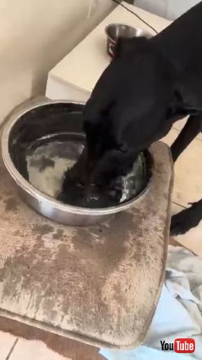 勢いよく水を飲む犬