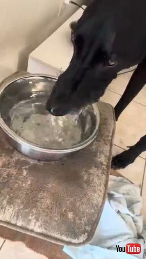 水を飲む犬