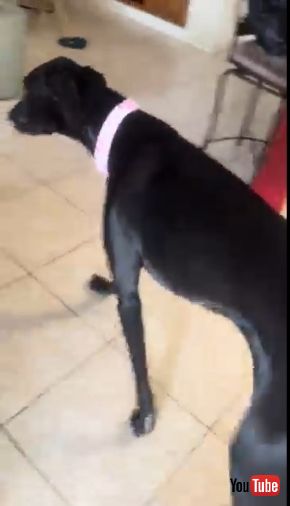 水飲み場を離れる犬