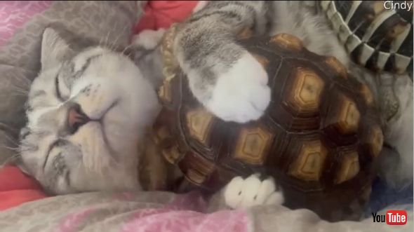カメと寄り添って眠る猫